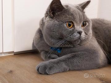 British Shorthair per accoppiamento