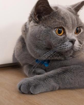 British Shorthair per accoppiamento