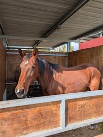 Ottime per passeggiate e barrel