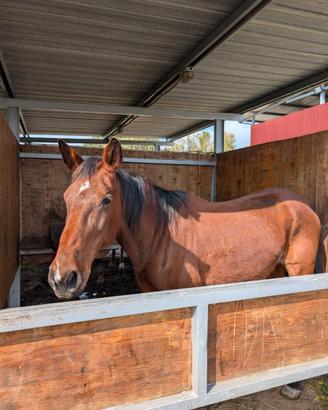 Ottime per passeggiate e barrel