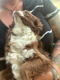 Maschietto Chihuahua