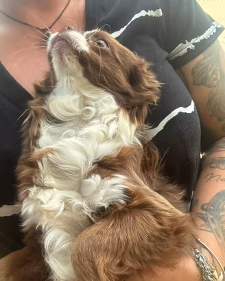 Maschietto Chihuahua
