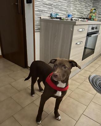 Cucciola di Labradorepittbul