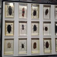 collezione insetti RBA