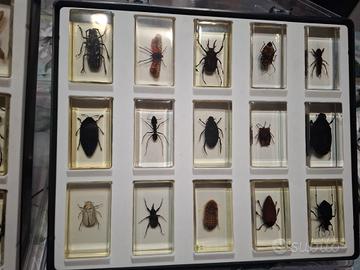 collezione insetti RBA