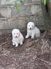 Cuccioli di Pastore Maremmano Abruzzese