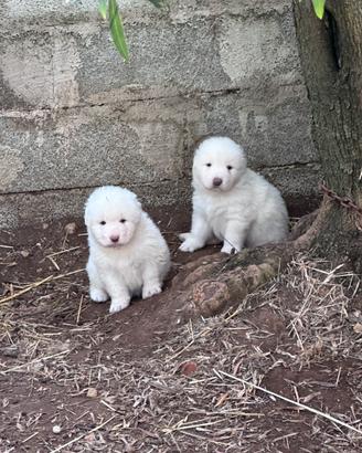 Cuccioli di Pastore Maremmano Abruzzese