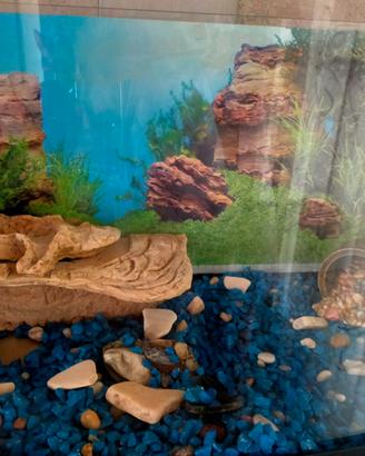 acquario per tartarughe