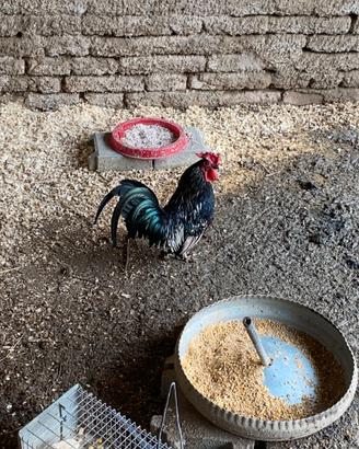 Gallo sebright