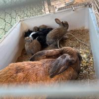 Conigli di tutte l'età