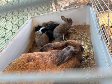 Conigli di tutte l'età