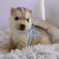 Siberian Husky di Casa Santangelo ENCI