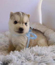 Siberian Husky di Casa Santangelo ENCI