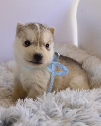 Siberian Husky di Casa Santangelo ENCI