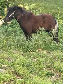 Mini pony femmina