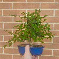 bonsai di olmo shoin disponibile spedisco 