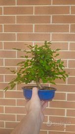 bonsai di olmo shoin disponibile spedisco 