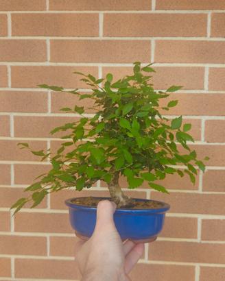 bonsai di olmo shoin disponibile spedisco 