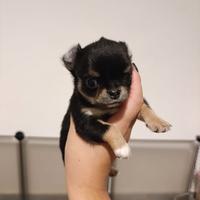Cuccioli di Chihuahua a Pelo Lungo