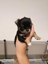 Cuccioli di Chihuahua a Pelo Lungo