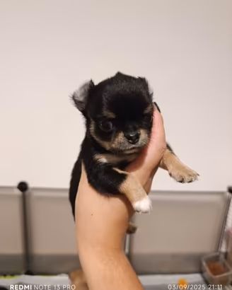 Cuccioli di Chihuahua a Pelo Lungo