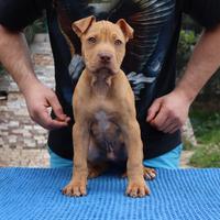 Cuccioli di american pitbull terrier