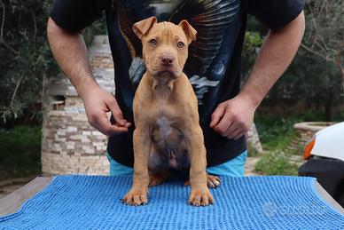 Cuccioli di american pitbull terrier