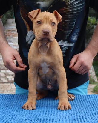 Cuccioli di american pitbull terrier