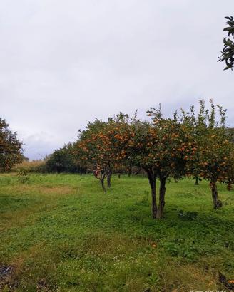 Area verde