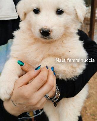 Cuccioli due mesi in adozione