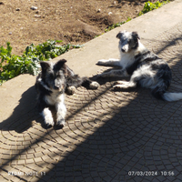 Border collie