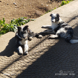 Border collie