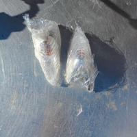 Frecce beverly 300 anteriori 2010