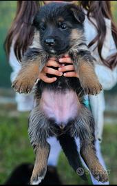 Cuccioli pastore tedesco (Pedigree)