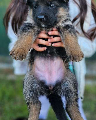 Cuccioli pastore tedesco (Pedigree)