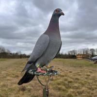 Piccioni da addestrare e pronti