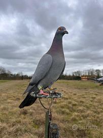 Piccioni da addestrare e pronti