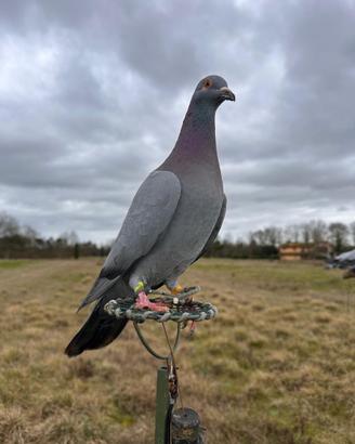 Piccioni da addestrare e pronti