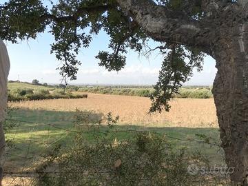 Vendita terreno incolto