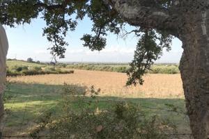 Vendita terreno incolto