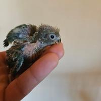 Pullo di inseparabili