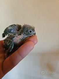 Pullo di inseparabili