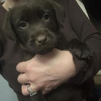 Labrador chocolate