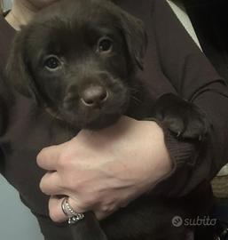 Labrador chocolate