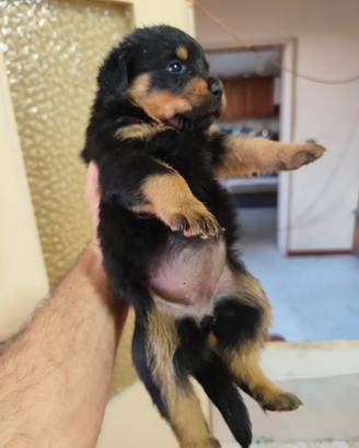 Rottweiler