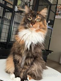 Maine Coon
