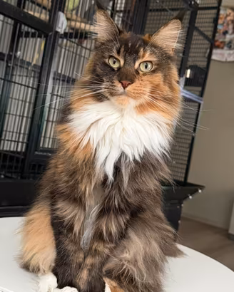 Maine Coon