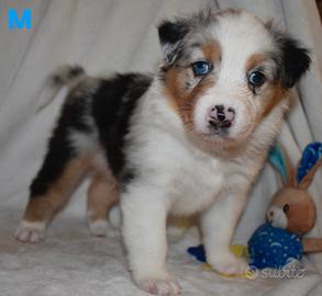 Cuccioli di pastore australiano con pedigree