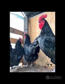 Galline Australorp