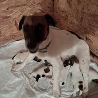 Jack russell terrier